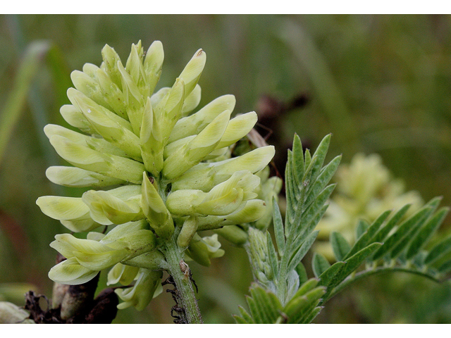 Astragalus canadensis (Canadian milkvetch) #31836
