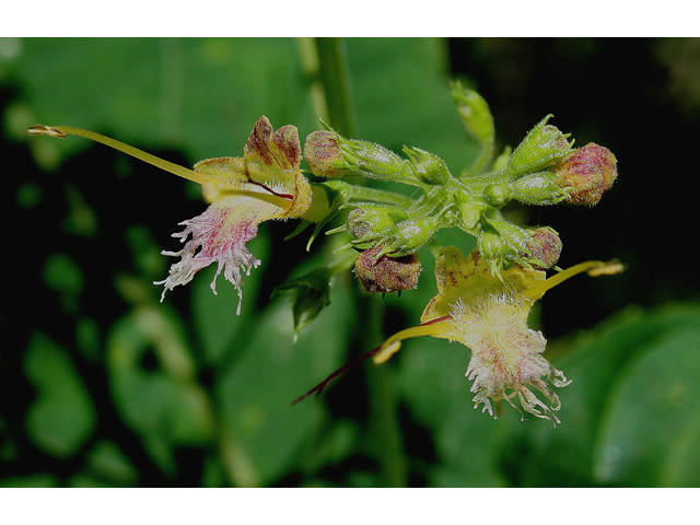 Collinsonia canadensis (Richweed) #31862