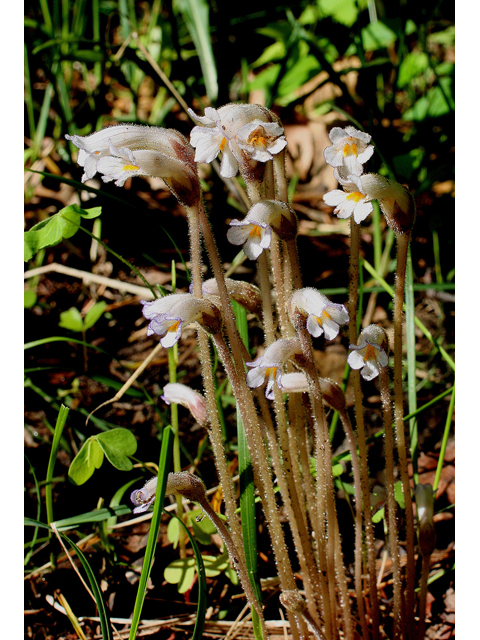 Orobanche uniflora (One-flowered broomrape) #32128