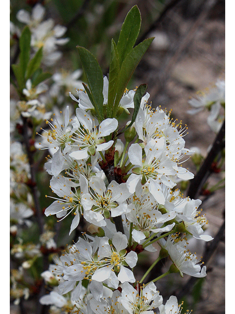Prunus pumila (Sand cherry) #32134