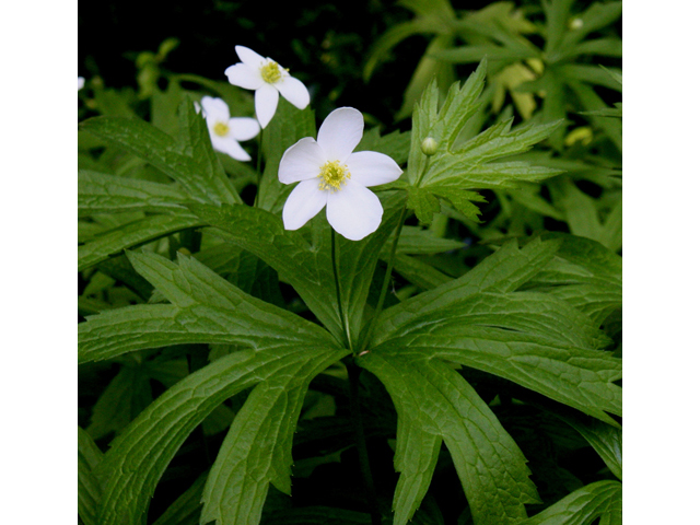 Anemone canadensis (Canadian anemone) #32138