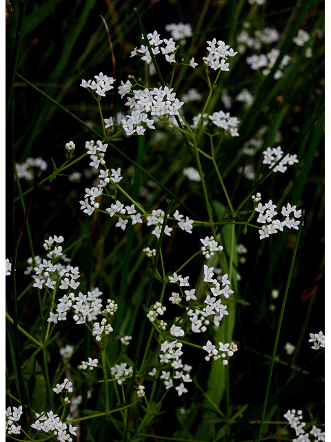 Galium obtusum ssp. obtusum (Bluntleaf bedstraw) #32145