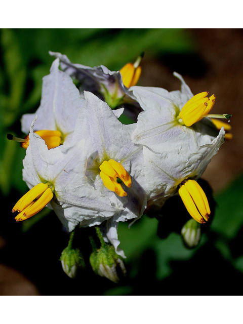 Solanum carolinense (Carolina horsenettle) #32151