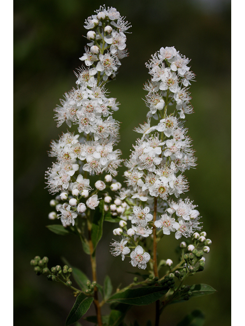 Spiraea alba (White meadowsweet) #32166