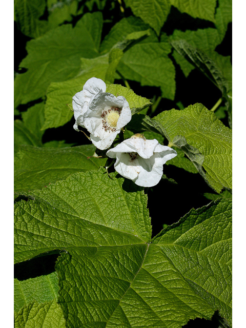 Rubus parviflorus (Western thimbleberry) #32196