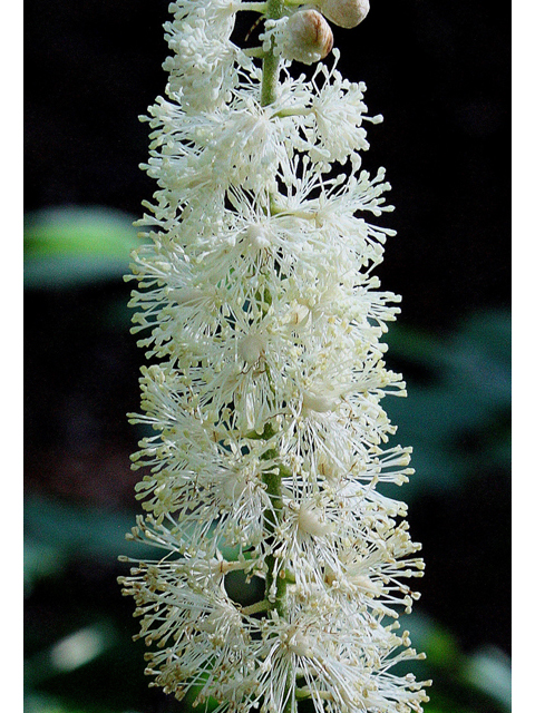 Actaea racemosa var. racemosa (Black cohosh) #32214