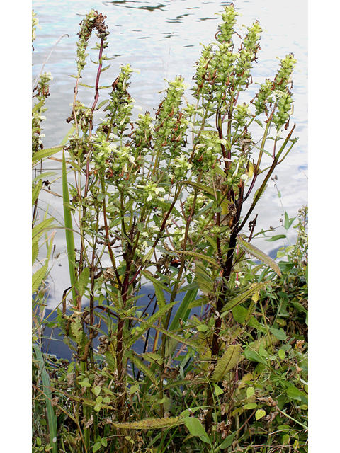 Pedicularis lanceolata (Swamp lousewort) #32271