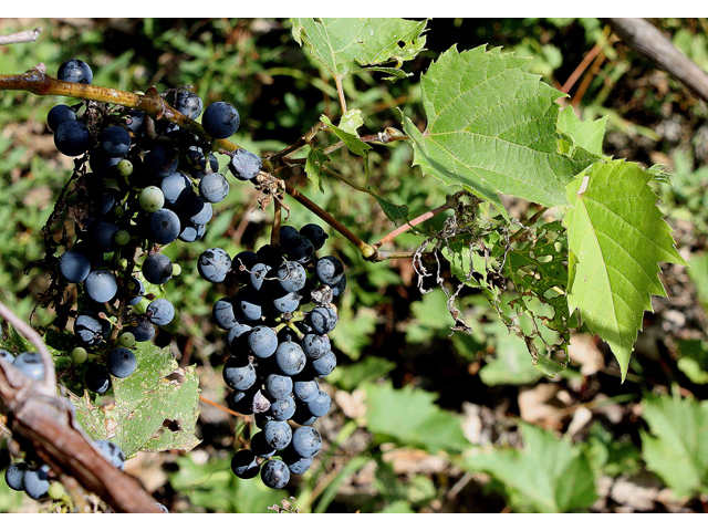 Vitis riparia (Riverbank grape) #32273