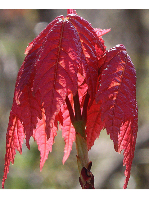 Acer rubrum (Red maple) #32322