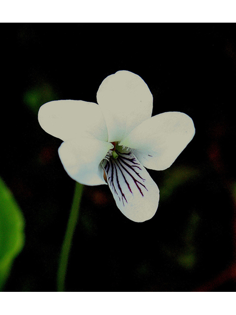Viola macloskeyi (Small white violet) #32330