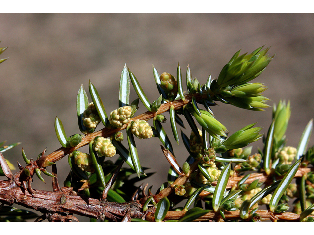 Juniperus communis (Common juniper) #32340