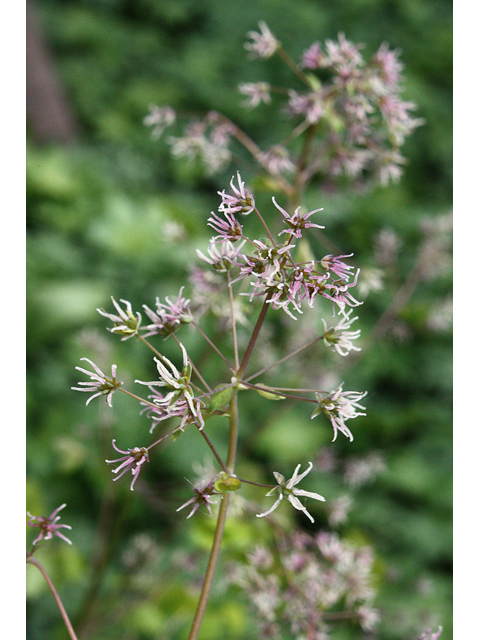 Thalictrum dioicum (Early meadow-rue) #32356