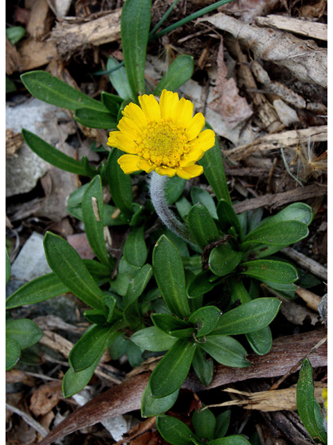 Tetraneuris herbacea (Eastern fournerved daisy) #32359