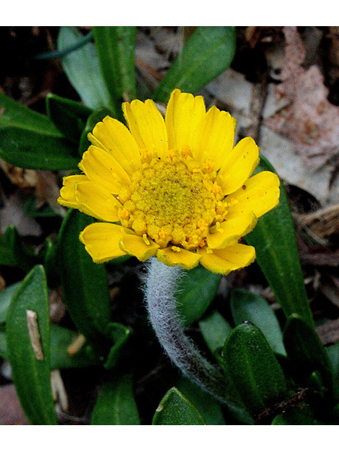 Tetraneuris herbacea (Eastern fournerved daisy) #32360