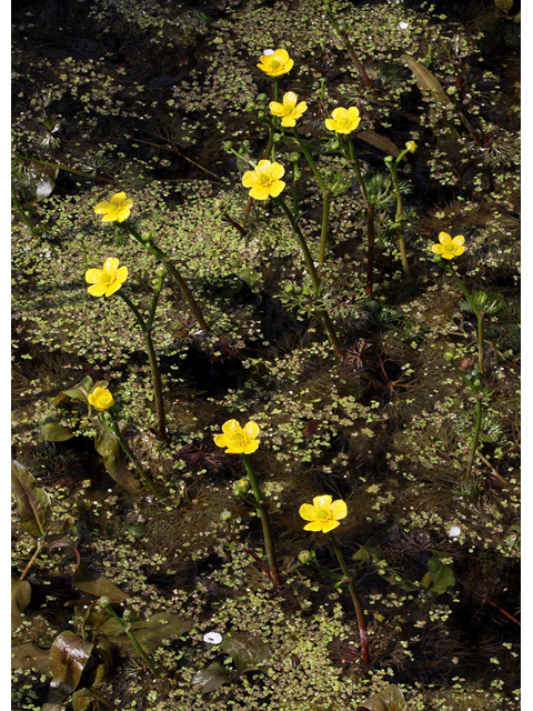Ranunculus flabellaris (Yellow water buttercup) #32365