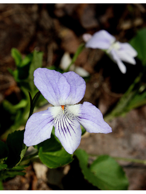 Viola eclipes (Eclipse hybrid violet) #32371