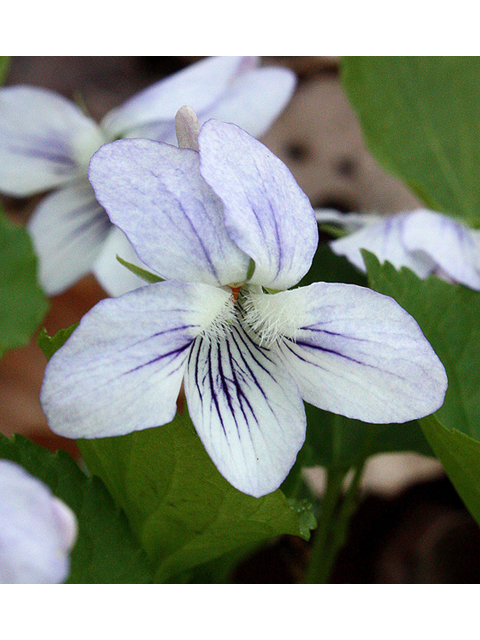 Viola malteana (Malteana hybrid violet) #32374