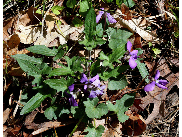 Viola triloba (Three-lobe violet) #32405