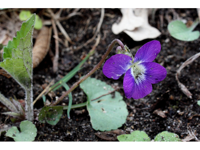 Viola sororia (Missouri violet) #32409