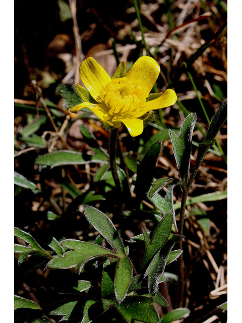 Ranunculus fascicularis (Early buttercup) #32424