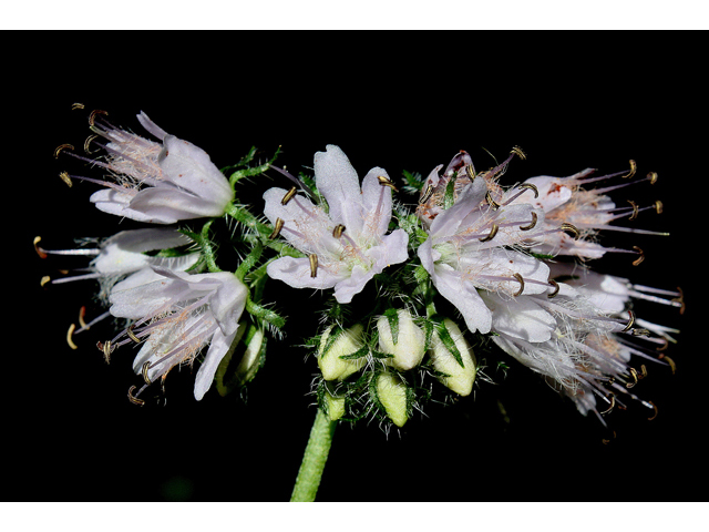 Hydrophyllum virginianum (Virginia waterleaf) #32426