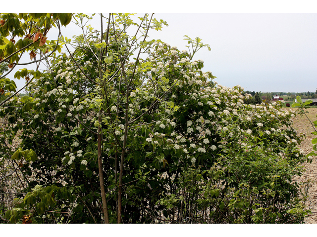 Viburnum rafinesqueanum (Downy arrowwood) #32432