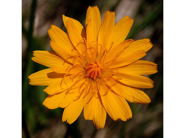 Krigia biflora (Two-flower dwarf dandelion) #32437