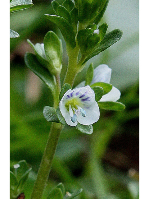 Veronica serpyllifolia (Thymeleaf speedwell) #32442