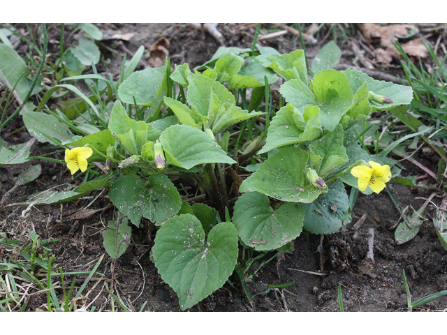 Viola pubescens (Downy yellow violet) #32443