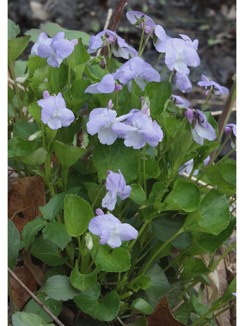 Viola labradorica (Alpine violet) #32446