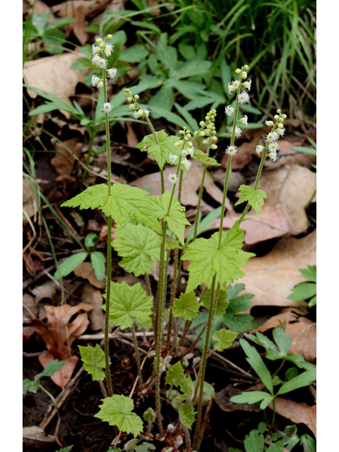 Mitella diphylla (Twoleaf miterwort) #32476
