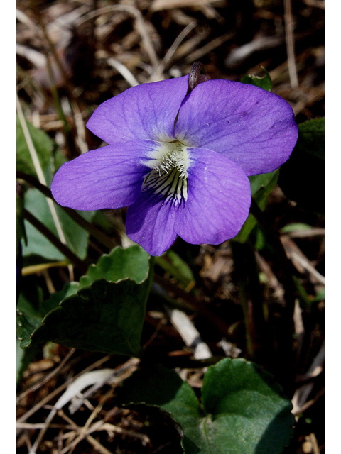Viola nephrophylla (Northern bog violet) #32500
