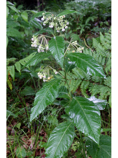 Asclepias exaltata (Poke milkweed) #32508