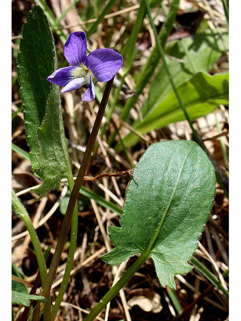 Viola sagittata (Arrowleaf violet) #32509