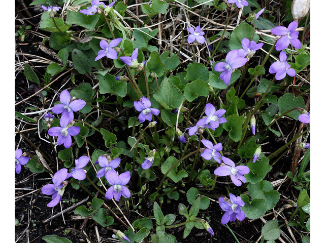Viola nephrophylla (Northern bog violet) #32524