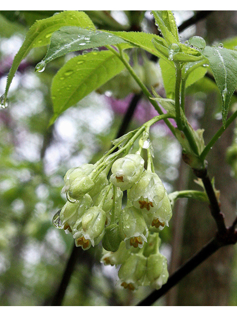 Staphylea trifolia (American bladdernut) #32530
