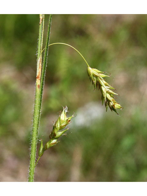 Carex castanea (Chestnut sedge) #32537
