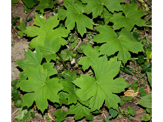 Hydrophyllum canadense (Broad-leaved waterleaf) #32576