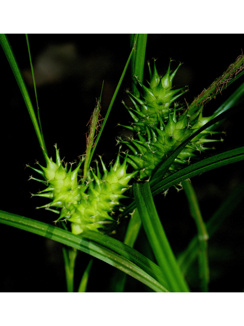 Carex lupulina (Hop sedge) #32624