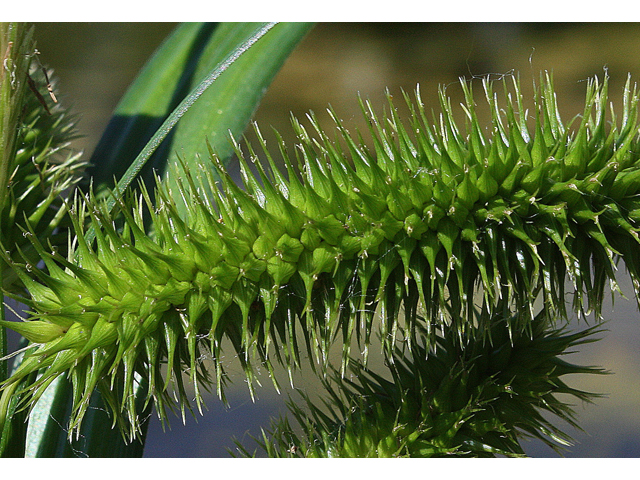 Carex comosa (Longhair sedge) #32632
