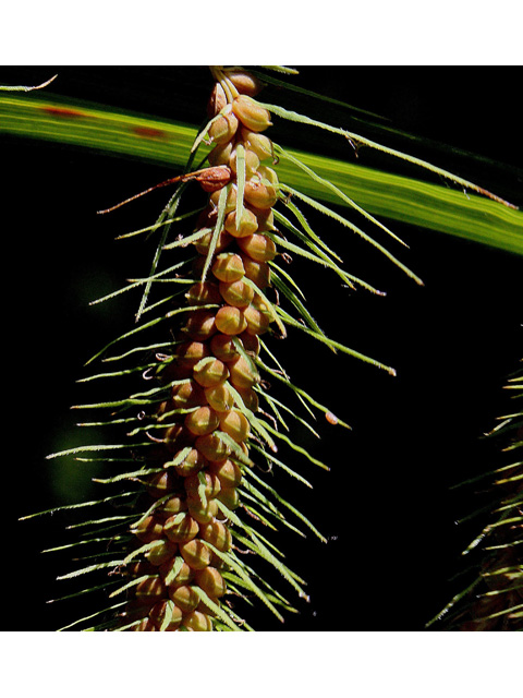 Carex crinita var. crinita (Fringed sedge) #32688