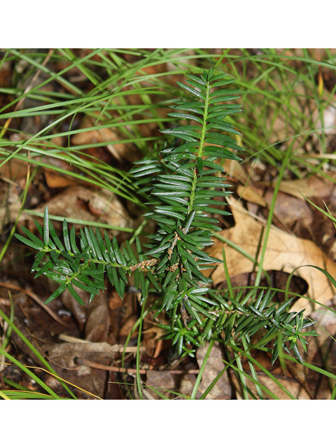 Taxus canadensis (Canada yew) #32692