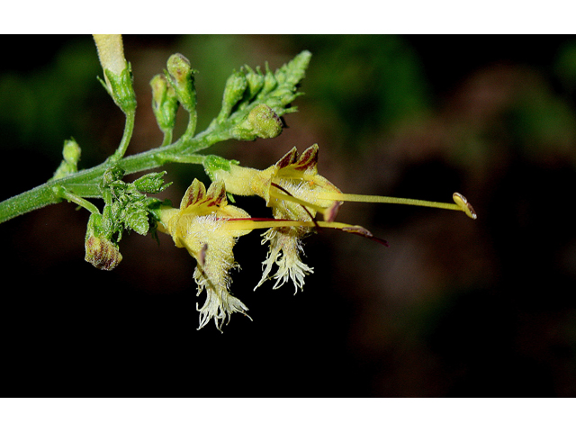 Collinsonia canadensis (Richweed) #33333