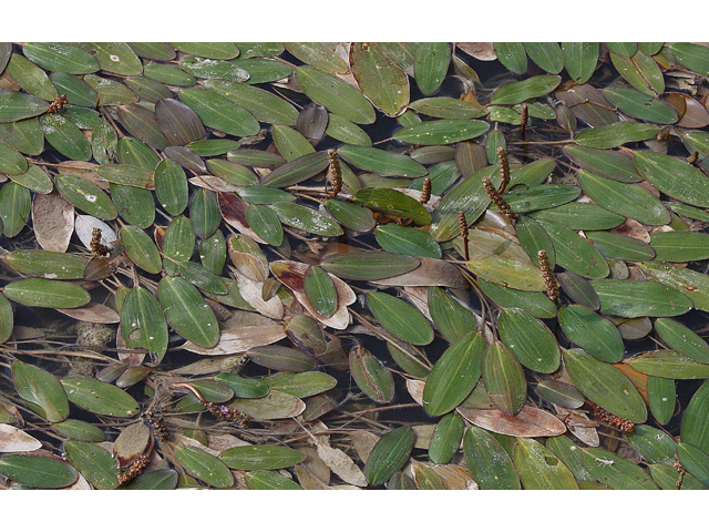 Potamogeton nodosus (Longleaf pondweed) #33648