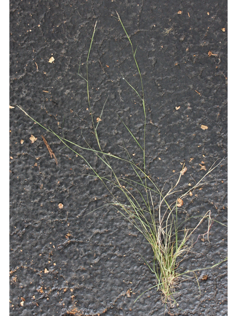 Sporobolus vaginiflorus (Poverty dropseed) #33672