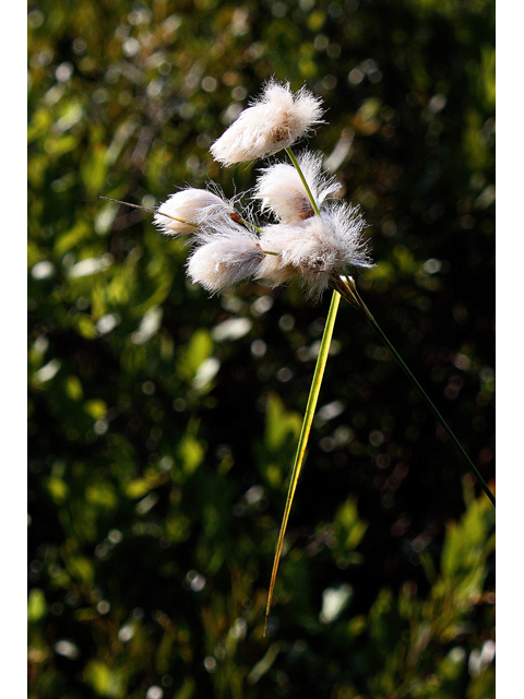 Eriophorum virginicum (Tawny cottongrass) #33680