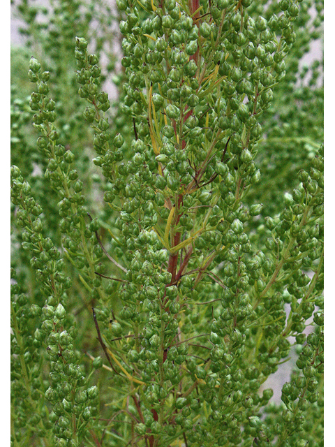 Artemisia campestris (Field sagewort) #33689