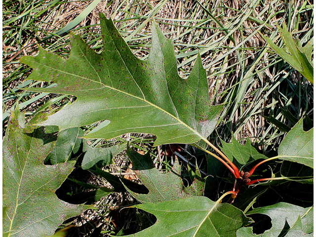 Quercus rubra (Northern red oak) #43175