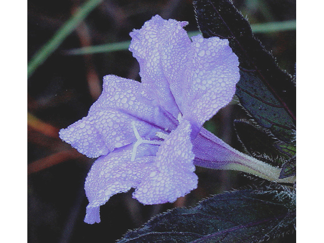 Ruellia caroliniensis (Carolina wild petunia) #43189
