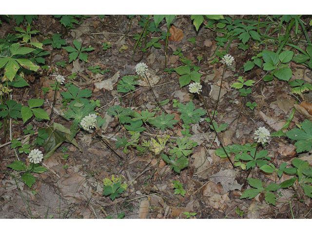 Allium tricoccum (Wild leek) #43196